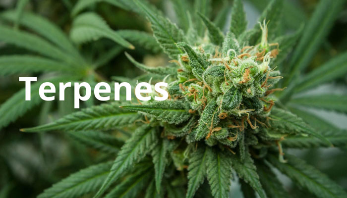 How to Safely Use Terpenes in Cannabis Products