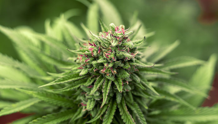How to Know When to Harvest Autoflower Marijuana Plants