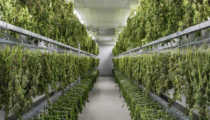 When to Remove Cannabis from the Drying Room