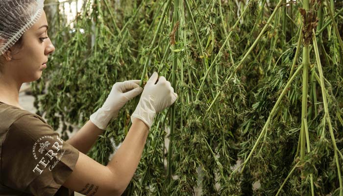 How to Dry Cannabis