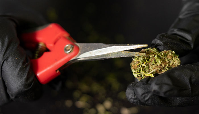 trimming cannabis with scissors