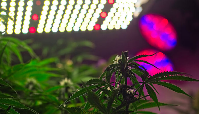Lighting-Temperature-for-growing-cannabis-plants