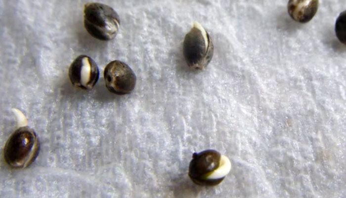 Paper-Towel-Method-cannabis-germinating-seeds