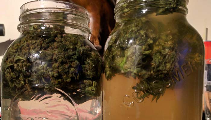 water curing cannabis buds