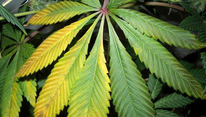 cannabis-plant-with-potassium-deficiency