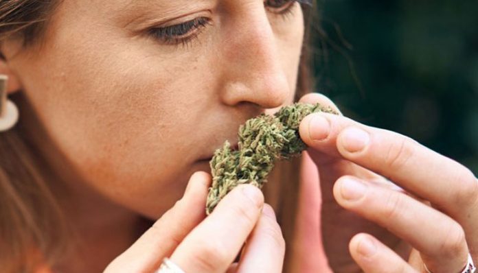cannabis-smells