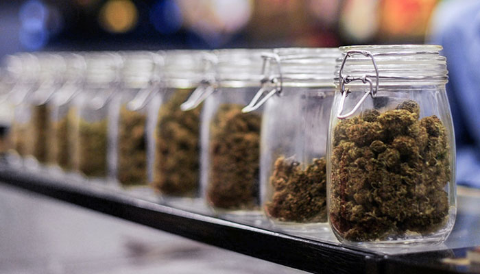 cannabis-stored-in-jars