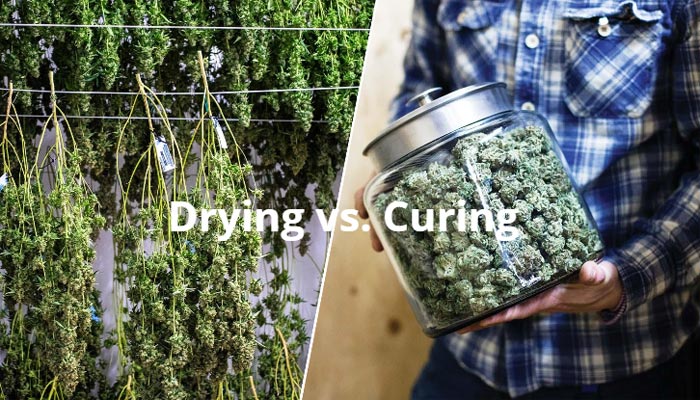 How to Dry Marijuana vs curing