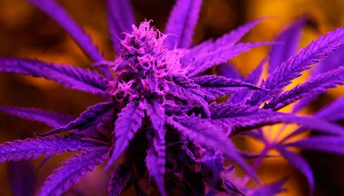 marijuana flower in blacklight before curing the buds
