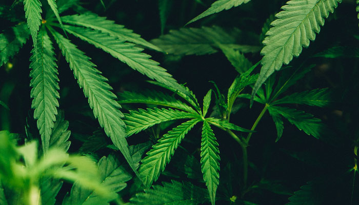 organic cannabis plant growing