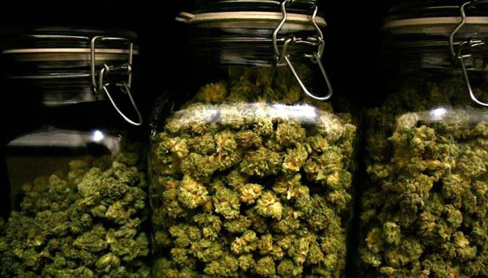 storing cannabis buds in jars for curing and drying