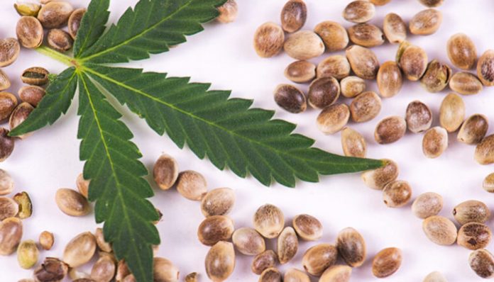 Where to Buy Marijuana Seed