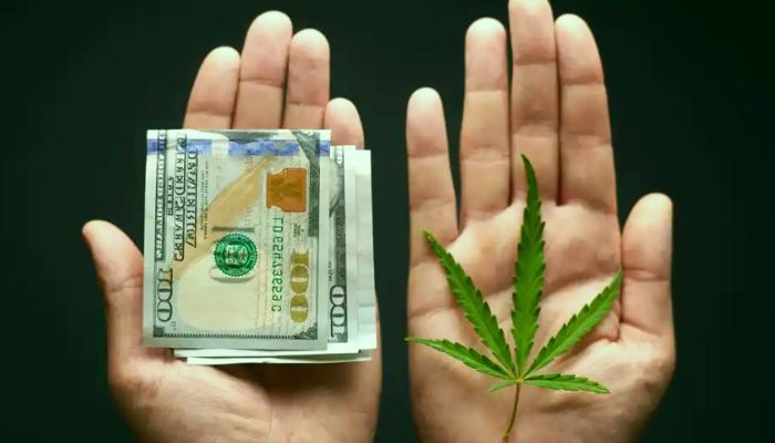 The Economics and Business of the Marijuana Industry