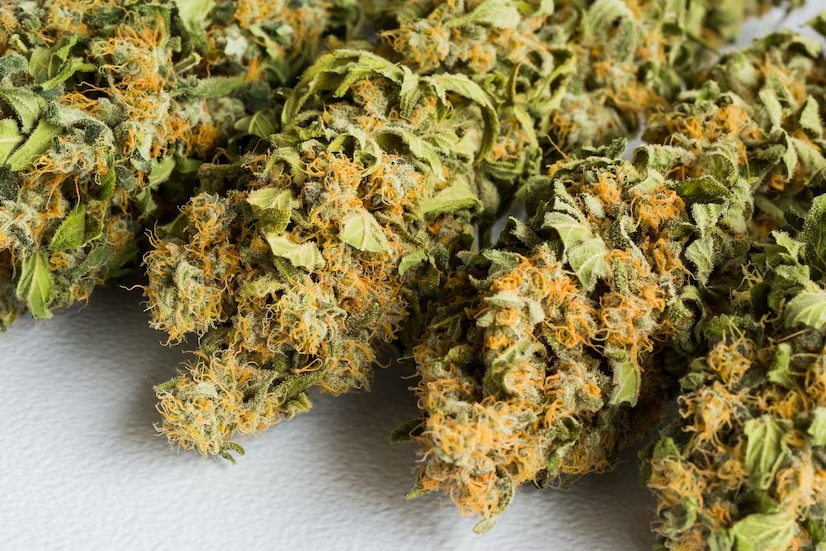 marijuana buds close up 