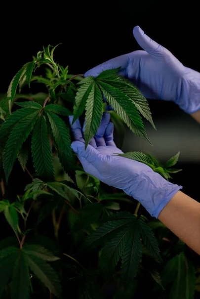 Marijuana plant being help by man with blue gloves 