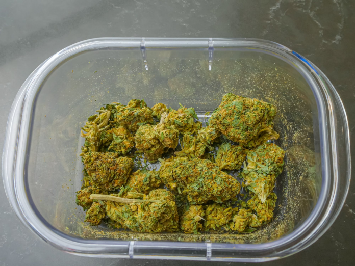 a Tupperware with marijuana buds inside