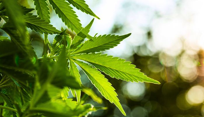 Marijuana and Meditation: Exploring Mindfulness with Cannabis marijuana plant