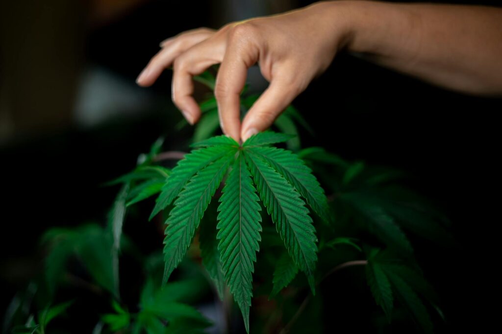 Cannabis SEO Canada in 2026: What Actually Works Under Health Canada’s Restrictions