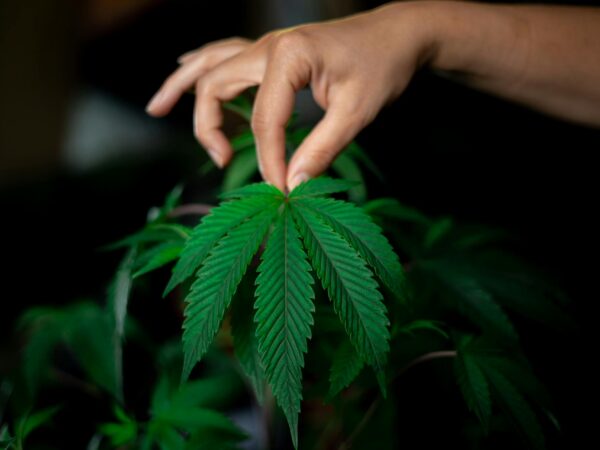 Cannabis SEO Canada in 2026: What Actually Works Under Health Canada’s Restrictions