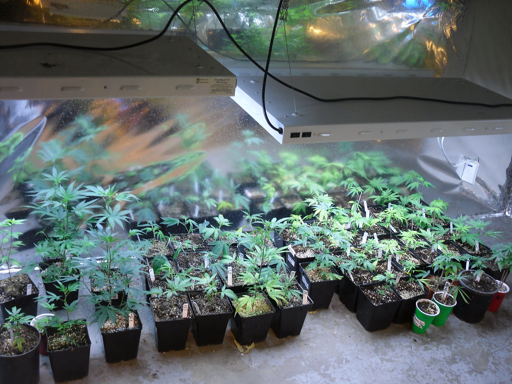 Young cannabis plants in pots