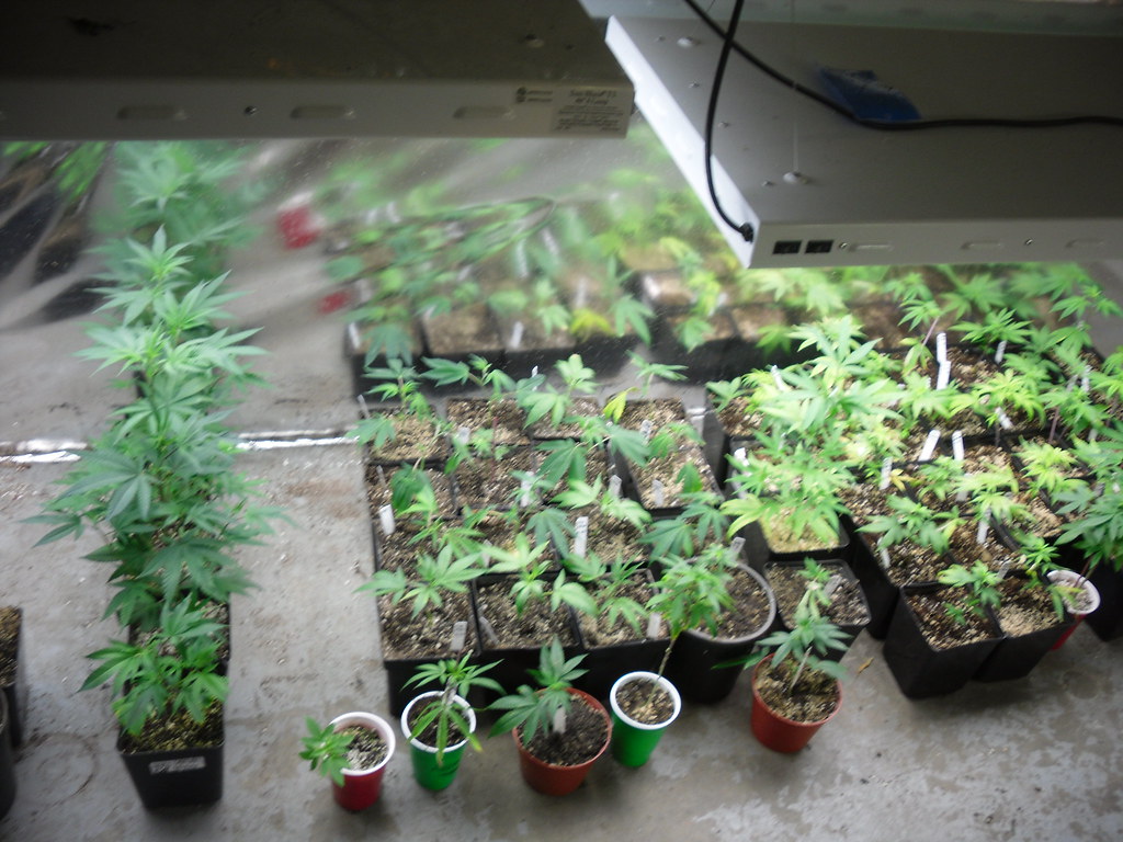Young cannabis plants in pots